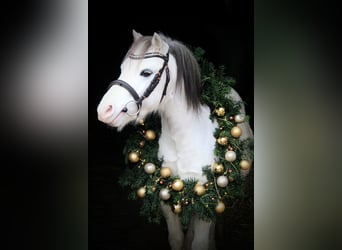 Welsh A (Mountain Pony), Gelding, 7 years, 12 hh, Grey-Dapple