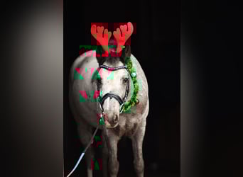 Welsh A (Mountain Pony), Gelding, 7 years, 12,1 hh, Leopard-Piebald