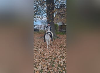 Welsh A (Mountain Pony), Gelding, 7 years, 12,2 hh, Grey
