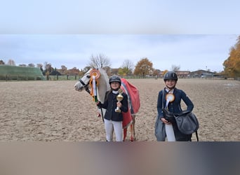 Welsh A (Mountain Pony), Gelding, 7 years, 12,2 hh, Grey