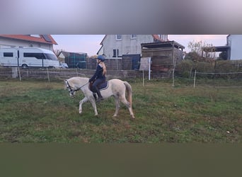 Welsh A (Mountain Pony), Gelding, 7 years, 12,2 hh, Grey