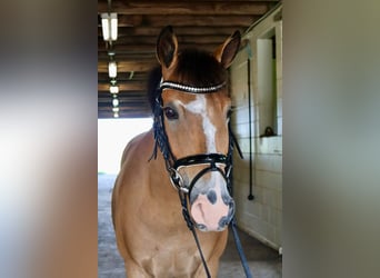 Welsh A (Mountain Pony), Gelding, 7 years, 17 hh, White