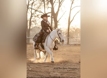 Welsh A (Mountain Pony), Gelding, 7 years, Grey