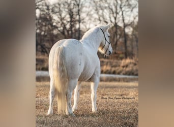 Welsh A (Mountain Pony), Gelding, 7 years, Grey