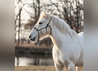 Welsh A (Mountain Pony), Gelding, 7 years, Grey