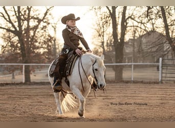 Welsh A (Mountain Pony), Gelding, 7 years, Grey