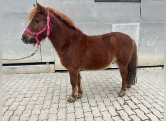 Welsh A (Mountain Pony) Mix, Gelding, 8 years, 11.1 hh, Chestnut-Red