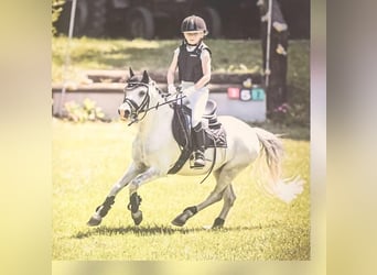 Welsh A (Mountain Pony), Gelding, 8 years, 11 hh, Grey