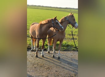 Welsh A (Mountain Pony), Gelding, 8 years, 11,1 hh, Sorrel