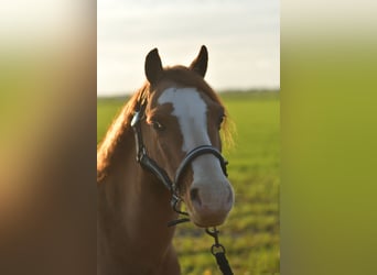 Welsh A (Mountain Pony), Gelding, 8 years, 11,1 hh, Sorrel