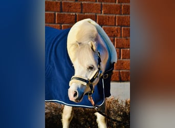 Welsh A (Mountain Pony), Gelding, 8 years, 11,2 hh, Gray