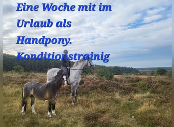 Welsh A (Mountain Pony), Gelding, 8 years, 11,2 hh