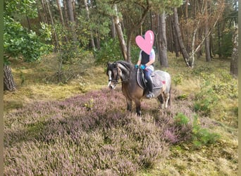 Welsh A (Mountain Pony), Gelding, 8 years, 11,2 hh