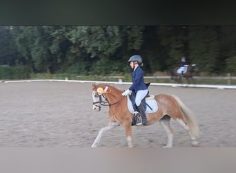 Welsh A (Mountain Pony), Gelding, 8 years, 12.1 hh, Red Dun