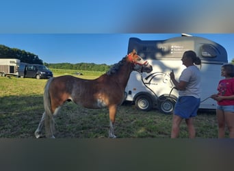 Welsh A (Mountain Pony), Gelding, 8 years, 12.1 hh, Red Dun