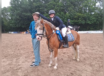 Welsh A (Mountain Pony), Gelding, 8 years, 12.1 hh, Red Dun