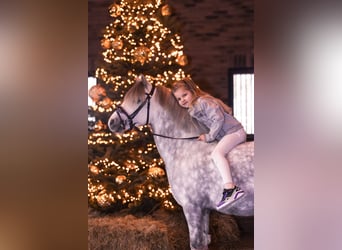 Welsh A (Mountain Pony), Gelding, 8 years, 12 hh, Grey