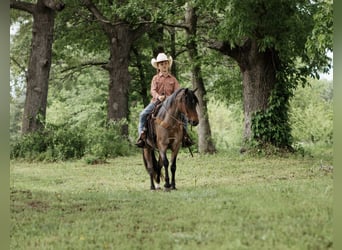Welsh A (Mountain Pony), Gelding, 8 years, 12 hh, Roan-Bay