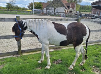 Welsh A (Mountain Pony) Mix, Gelding, 8 years, 12,1 hh, Pinto
