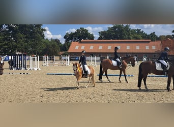 Welsh A (Mountain Pony), Gelding, 8 years, 12,1 hh, Red Dun