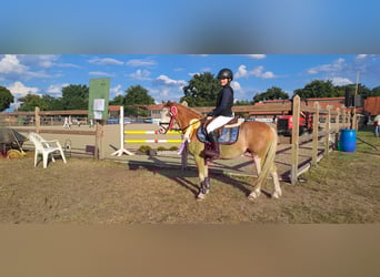 Welsh A (Mountain Pony), Gelding, 8 years, 12,1 hh, Red Dun