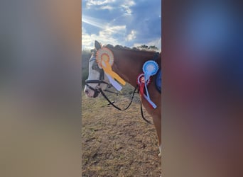 Welsh A (Mountain Pony), Gelding, 8 years, 12,1 hh, Red Dun