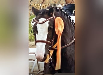 Welsh A (Mountain Pony) Mix, Gelding, 8 years, 12,2 hh, Chestnut