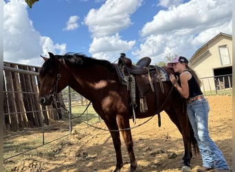 Welsh A (Mountain Pony) Mix, Gelding, 8 years, 13.2 hh, Bay