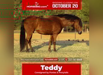 Welsh A (Mountain Pony) Mix, Gelding, 8 years, 13,2 hh, Bay