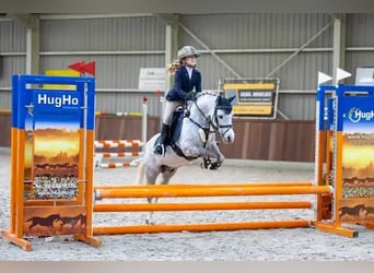 Welsh A (Mountain Pony), Gelding, 9 years, 11.3 hh, Grey-Blue-Tan