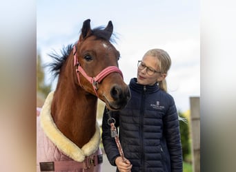 Welsh A (Mountain Pony), Gelding, 9 years, 11,2 hh, Roan-Bay