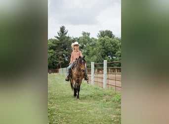 Welsh A (Mountain Pony), Gelding, 9 years, 12 hh, Roan-Bay