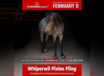 Welsh A (Mountain Pony), Gelding, 9 years, 12 hh, Roan-Bay