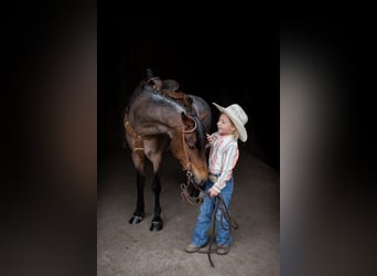 Welsh A (Mountain Pony), Gelding, 9 years, 12 hh, Roan-Bay