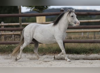 Welsh A (Mountain Pony), Mare, 10 years, 10,2 hh, Grey