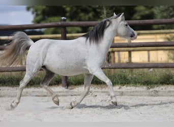 Welsh A (Mountain Pony), Mare, 10 years, 10,2 hh, Grey