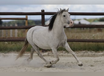 Welsh A (Mountain Pony), Mare, 10 years, 10,2 hh, Grey