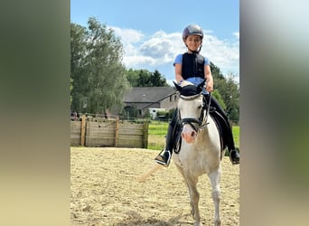 Welsh A (Mountain Pony), Mare, 10 years, 11.2 hh, Grey