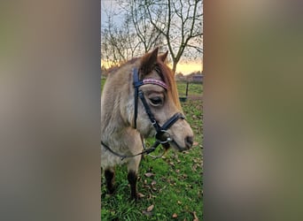 Welsh A (Mountain Pony), Mare, 10 years, 11,1 hh, Buckskin