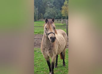 Welsh A (Mountain Pony), Mare, 10 years, 11,1 hh, Buckskin