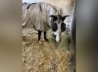 Welsh A (Mountain Pony), Mare, 10 years, 12.2 hh, Black