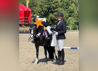 Welsh A (Mountain Pony), Mare, 10 years, 12.2 hh, Black