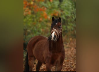 Welsh A (Mountain Pony), Mare, 10 years, 12 hh, Brown