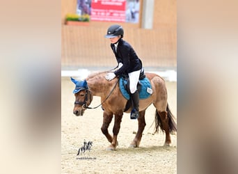 Welsh A (Mountain Pony), Mare, 10 years, 12 hh, Chestnut-Red