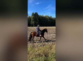 Welsh A (Mountain Pony), Mare, 11 years, 11.2 hh, Brown