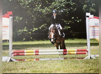 Welsh A (Mountain Pony), Mare, 11 years, 11.2 hh, Brown