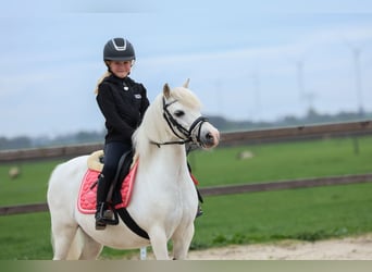 Welsh A (Mountain Pony), Mare, 11 years, 11,1 hh