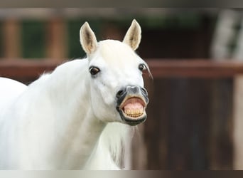 Welsh A (Mountain Pony), Mare, 11 years, 11,2 hh, Gray