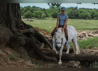 Welsh A (Mountain Pony), Mare, 11 years, 11,2 hh, Gray