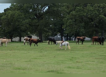 Welsh A (Mountain Pony), Mare, 11 years, 11,2 hh, Gray